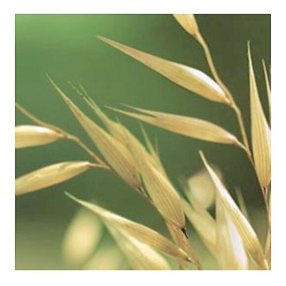 Aveeno Daily Moisturizing Body Lotion Fragrance-Free 8 Fl Oz - Picture 8 of 8